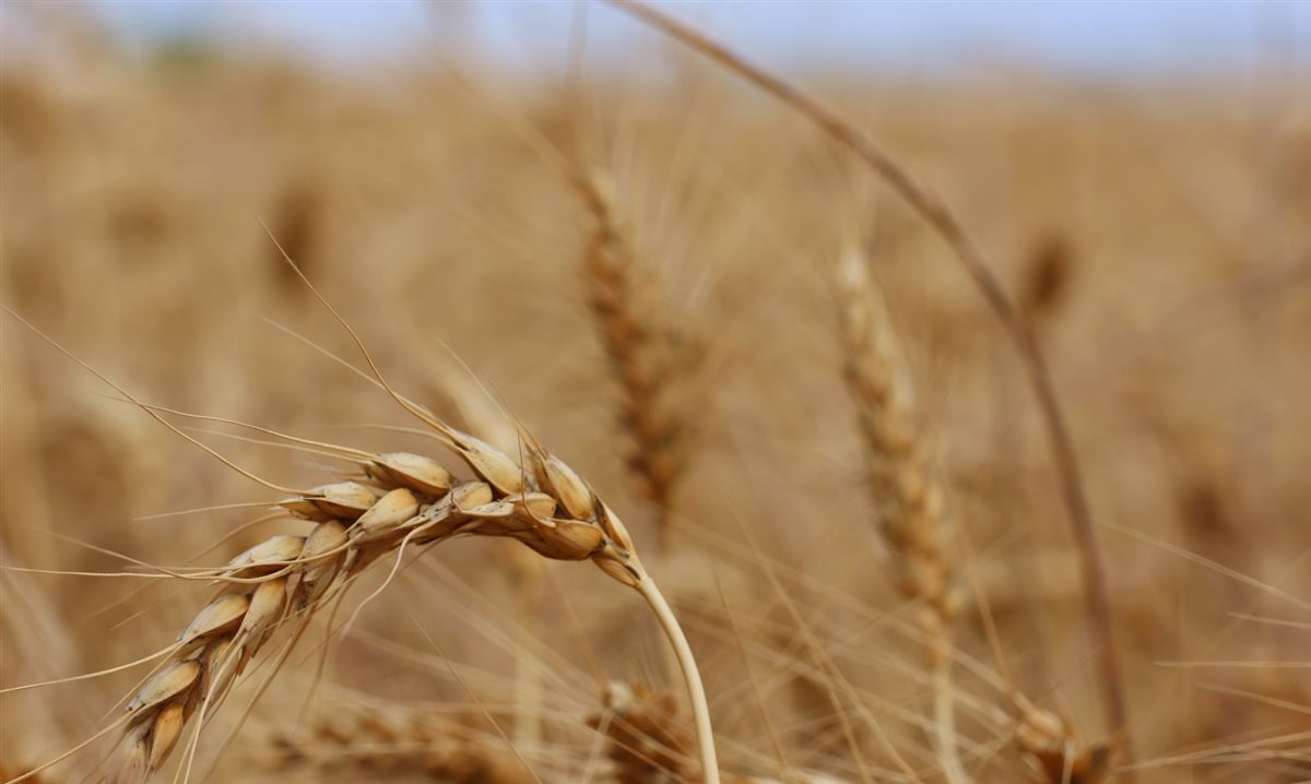 حصاد القمح بالإسماعيلية، فيتو