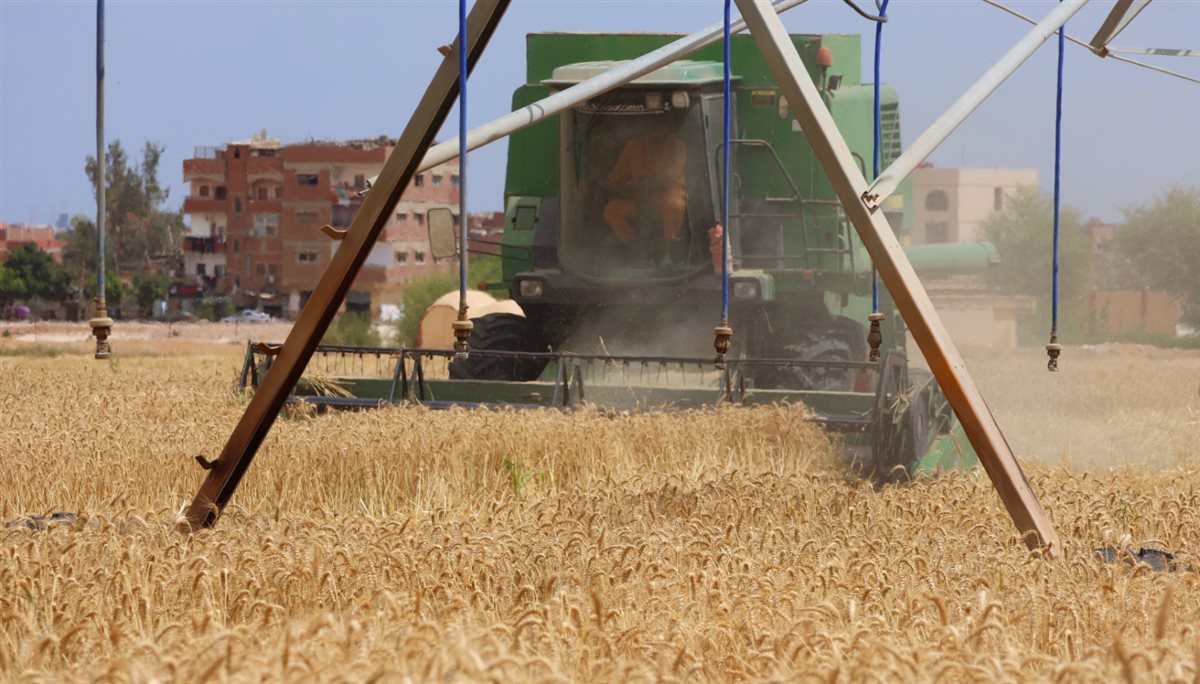 حصاد القمح بالإسماعيلية، فيتو