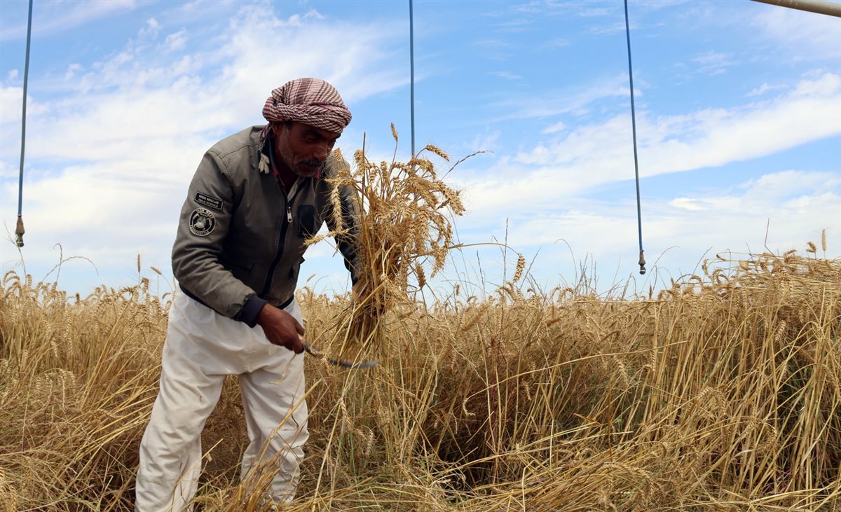 حصاد القمح بالإسماعيلية، فيتو
