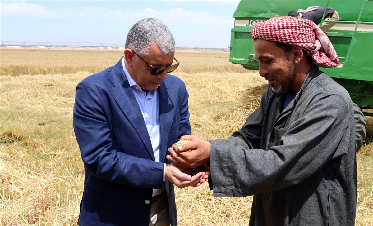 حصاد القمح بالإسماعيلية، فيتو