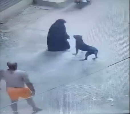 الأمن يكشف تفاصيل فيديو دفع كلب للهجوم على سيدة المحلة