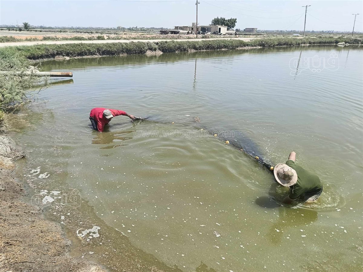 جولة داخل مفرخ العباسة بالشرقية للاستزراع السمكى،فيتو