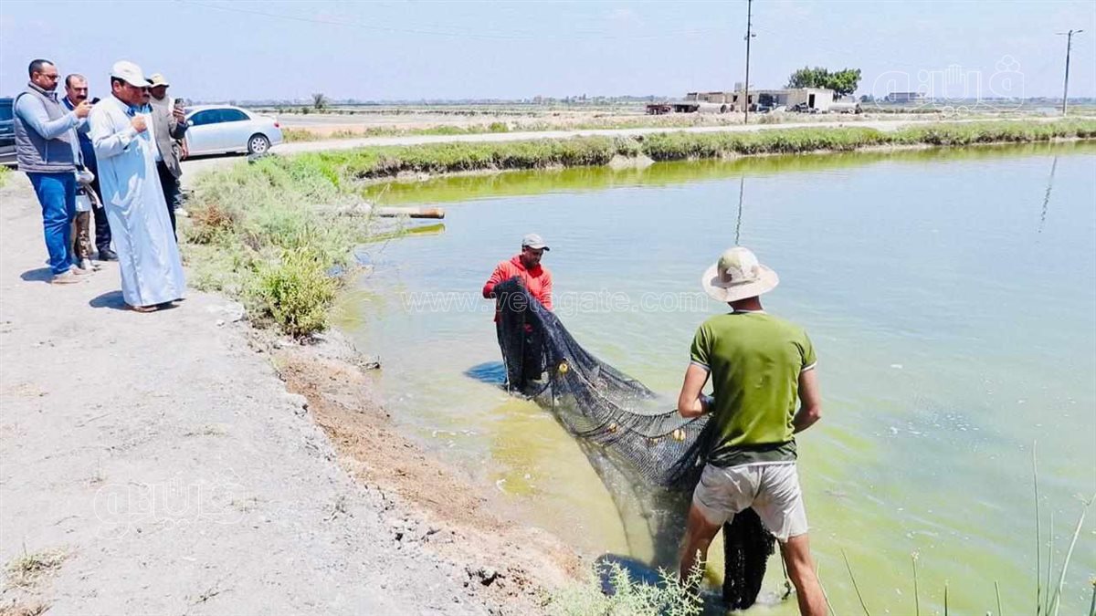 جولة داخل مفرخ العباسة بالشرقية للاستزراع السمكى،فيتو
