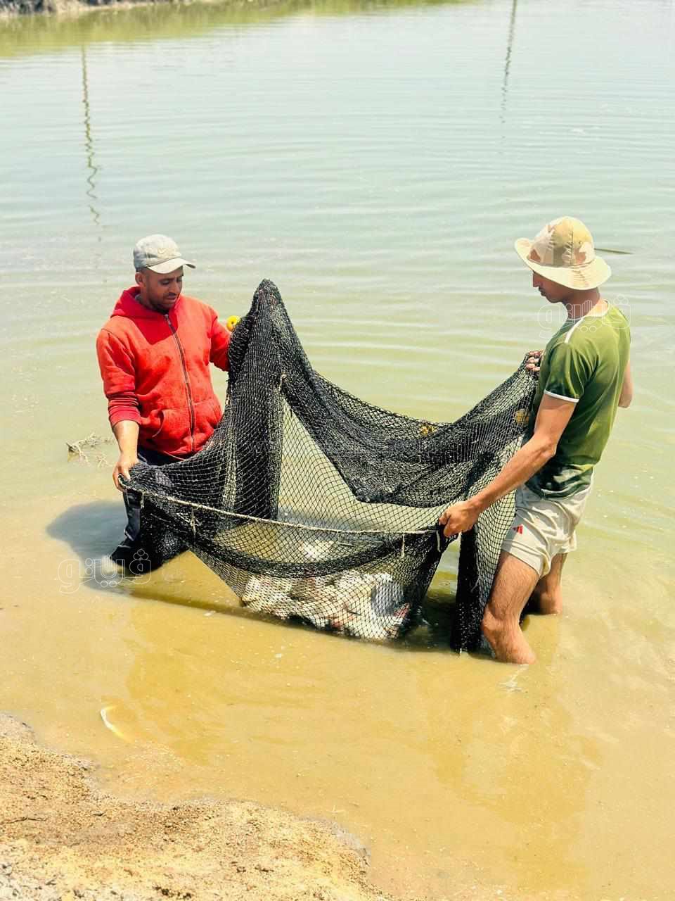 جولة داخل مفرخ العباسة بالشرقية للاستزراع السمكى،فيتو