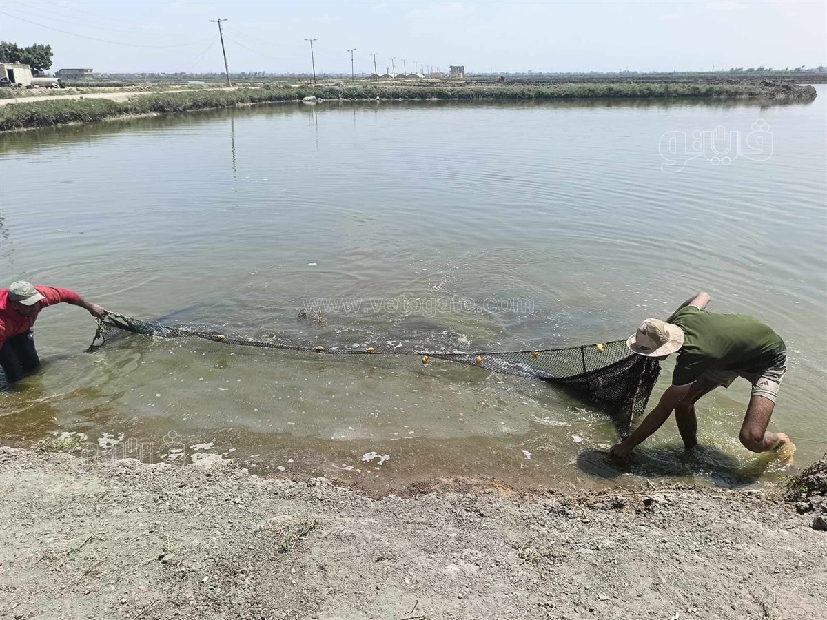 جولة داخل مفرخ العباسة بالشرقية للاستزراع السمكى،فيتو