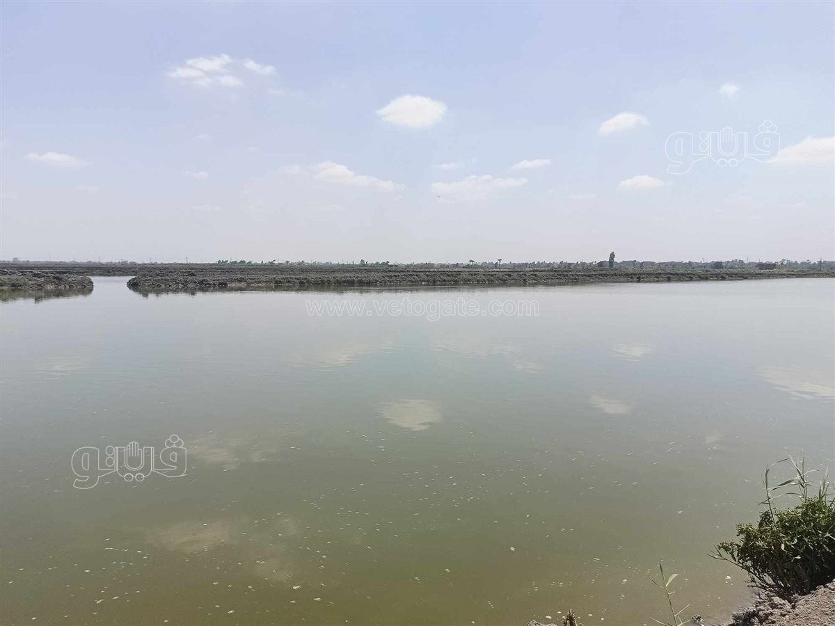 جولة داخل مفرخ العباسة بالشرقية للاستزراع السمكى،فيتو