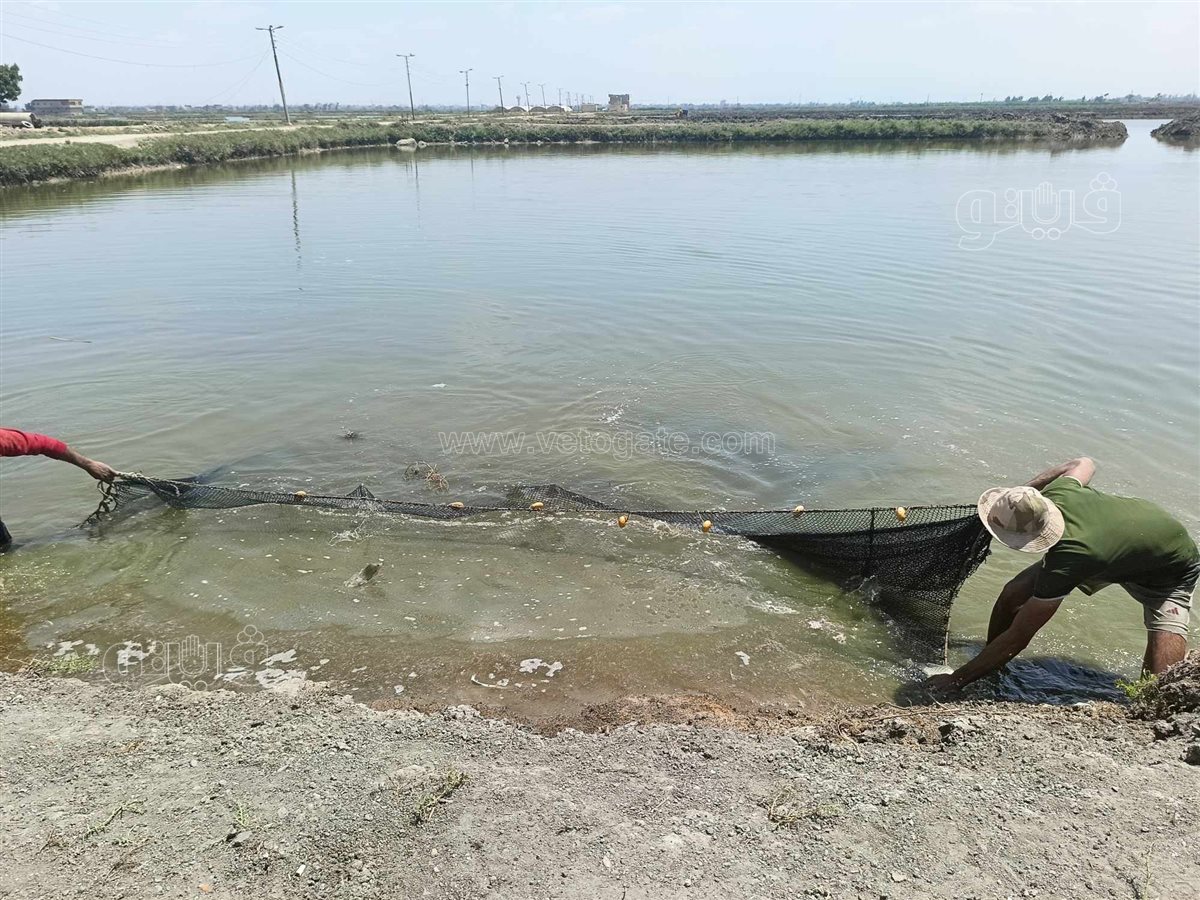 جولة داخل مفرخ العباسة بالشرقية للاستزراع السمكى،فيتو