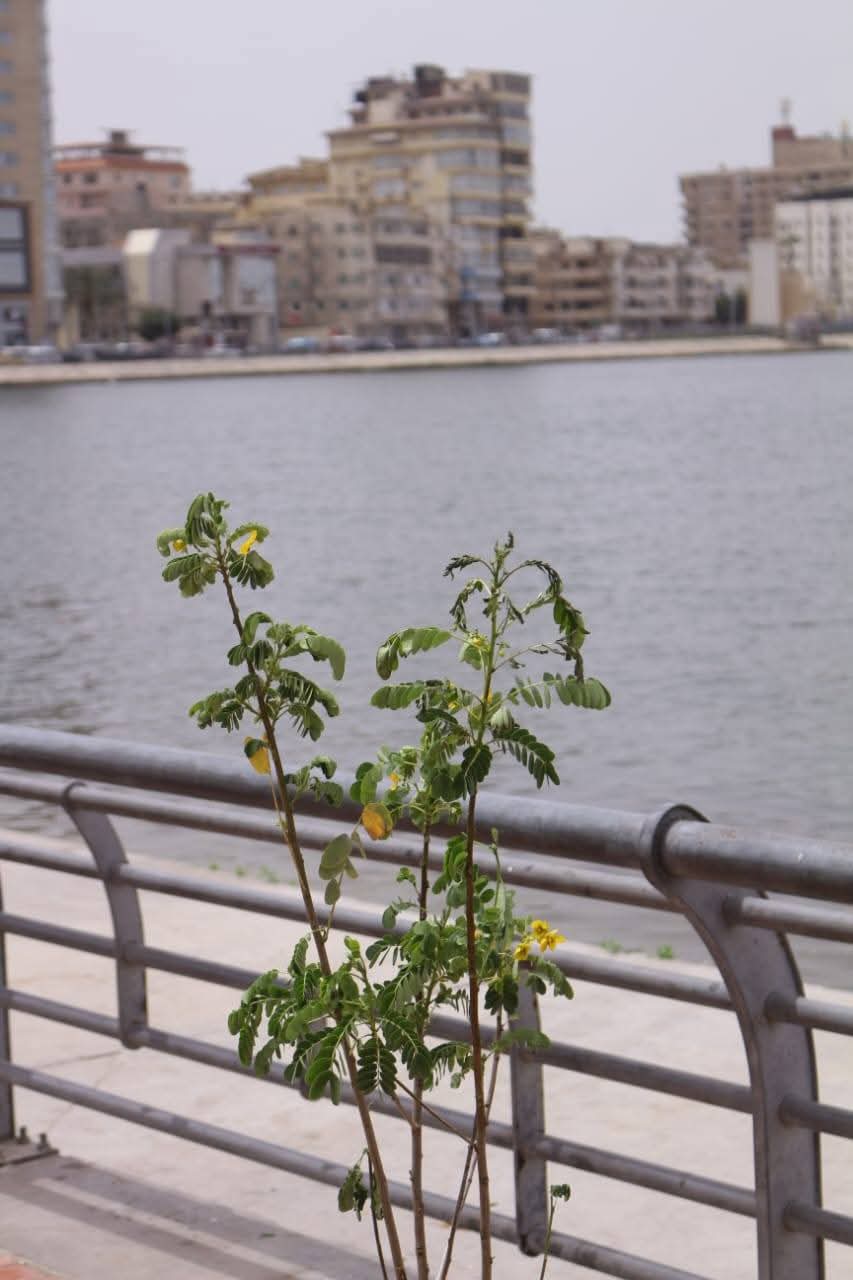 زراعة 2000 شجرة جديدة بمدن ومراكز دمياط