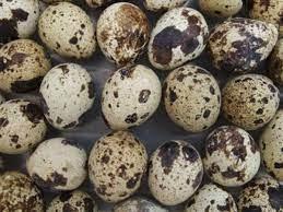 فوائد بيض السمان 