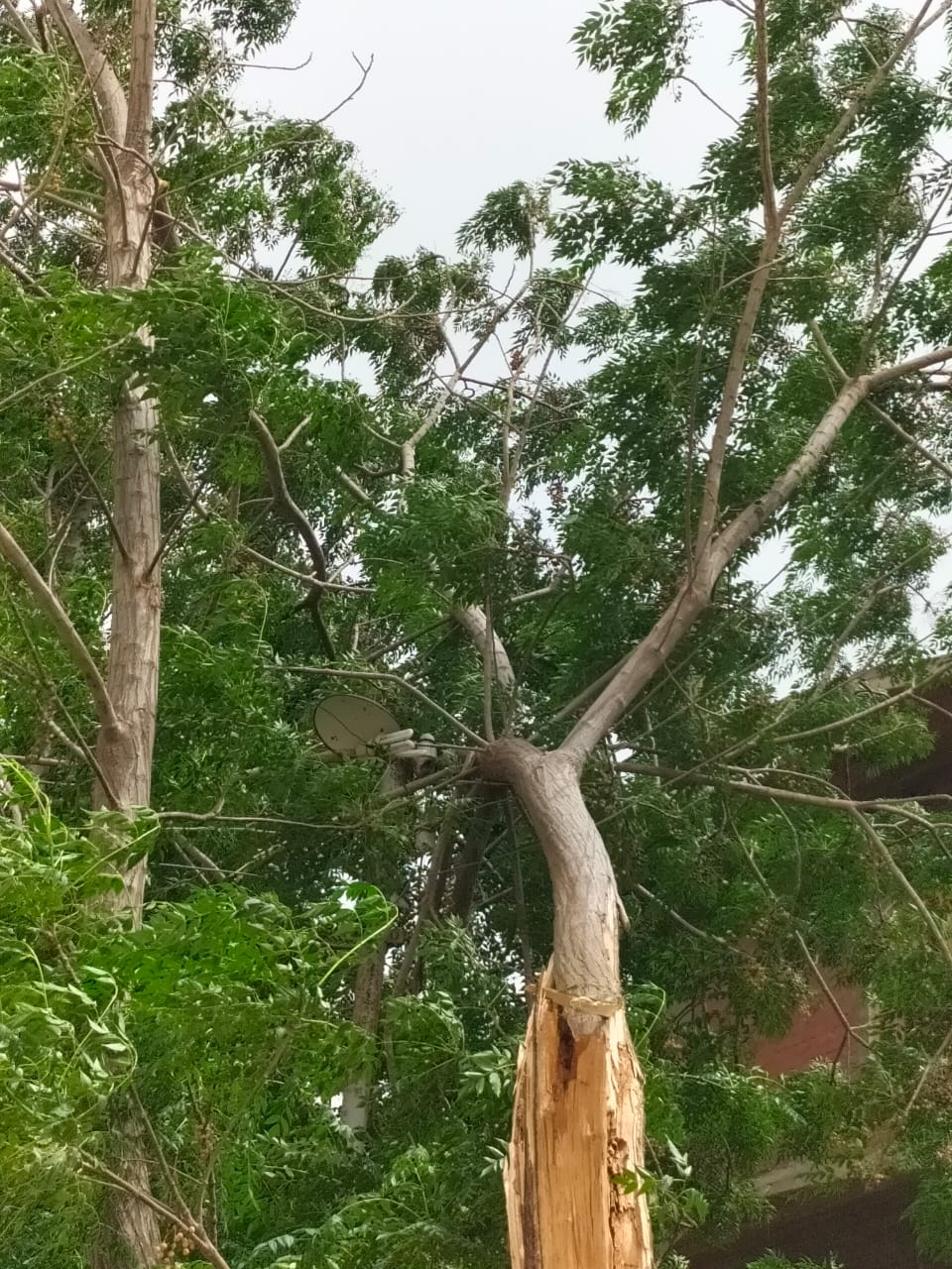 سقوط أشجار واعمدة انارة،فيتو
