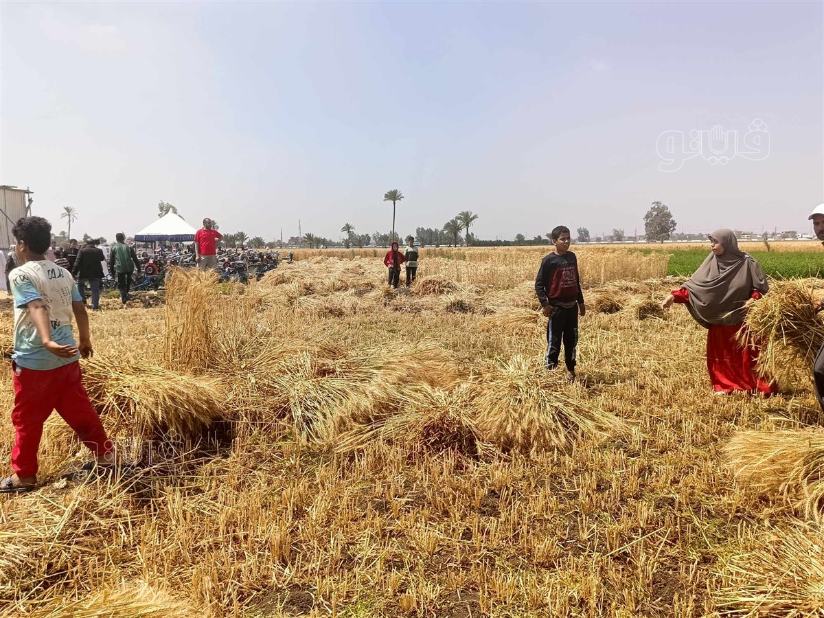 الإيد الشقيانة..عمال المحاصيل الزراعية «كلمة السر» في مواجهة التحديات،فيتو