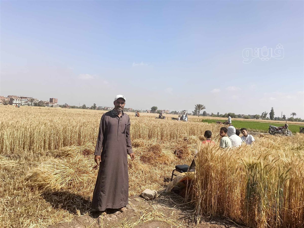 الإيد الشقيانة..عمال المحاصيل الزراعية «كلمة السر» في مواجهة التحديات،فيتو