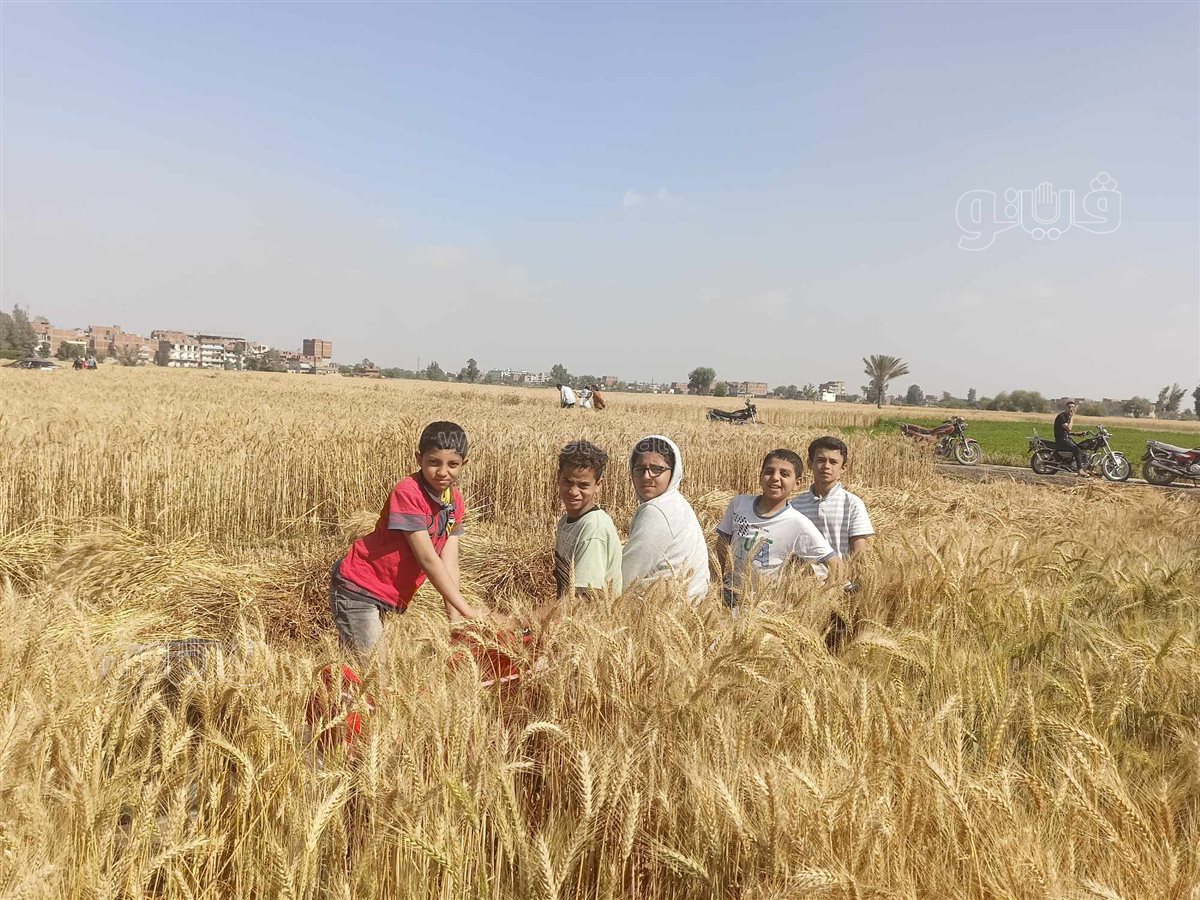 الإيد الشقيانة..عمال المحاصيل الزراعية «كلمة السر» في مواجهة التحديات،فيتو