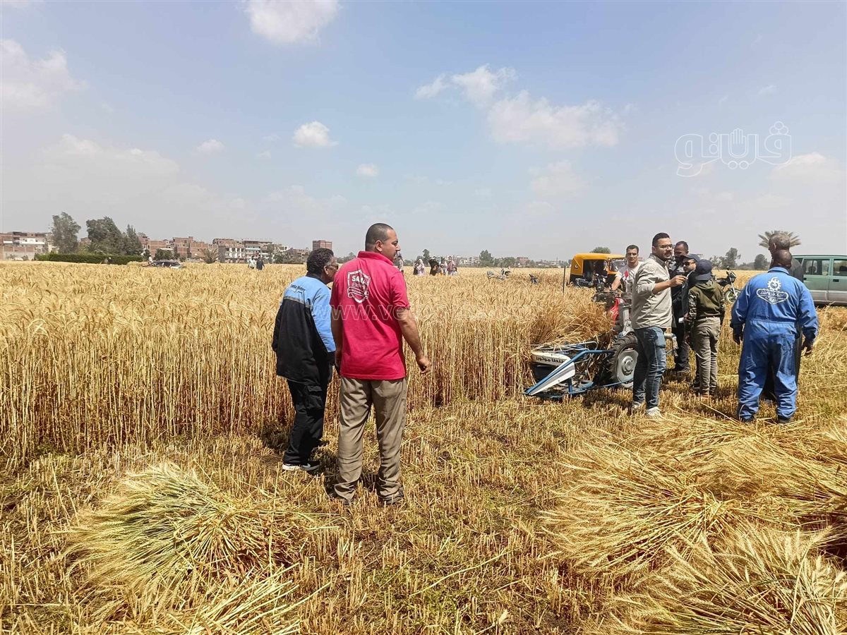 الإيد الشقيانة..عمال المحاصيل الزراعية «كلمة السر» في مواجهة التحديات،فيتو