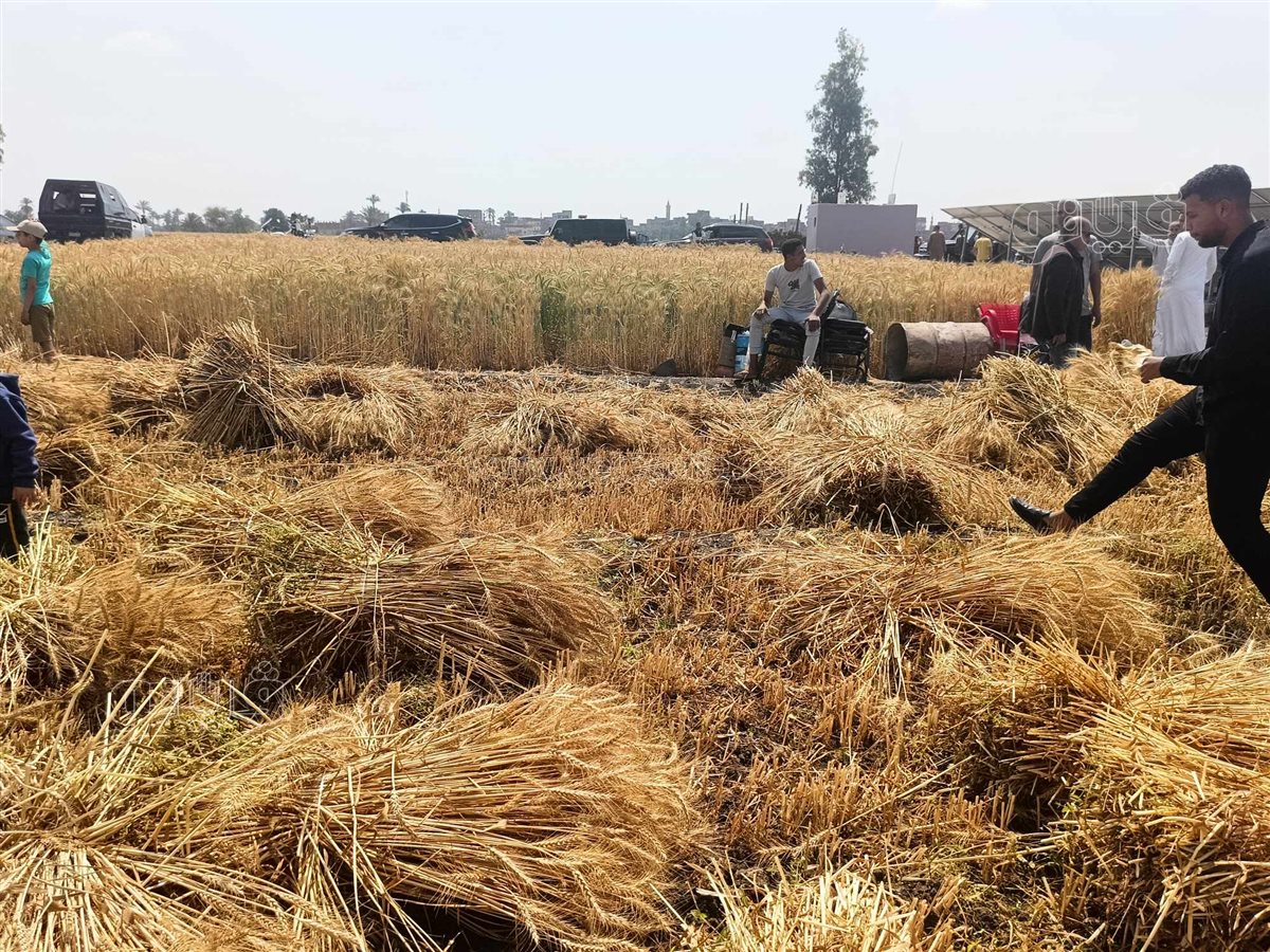 الإيد الشقيانة..عمال المحاصيل الزراعية «كلمة السر» في مواجهة التحديات،فيتو