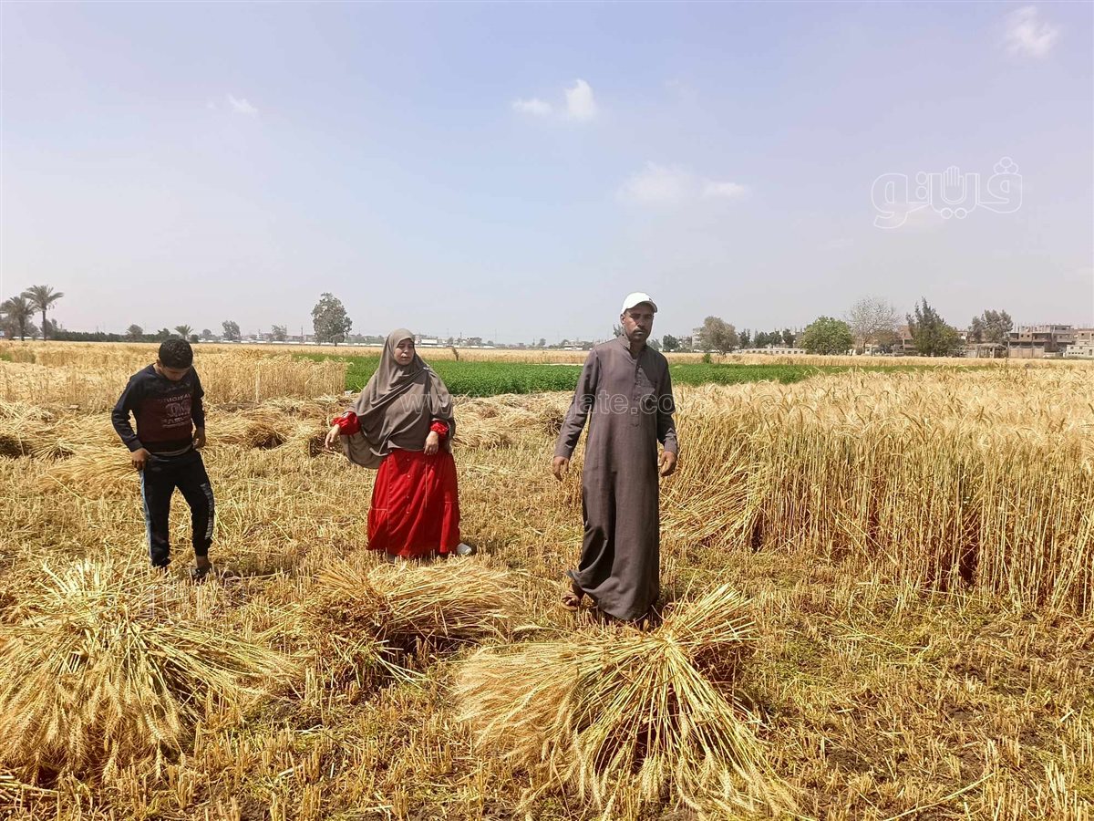 الإيد الشقيانة..عمال المحاصيل الزراعية «كلمة السر» في مواجهة التحديات،فيتو