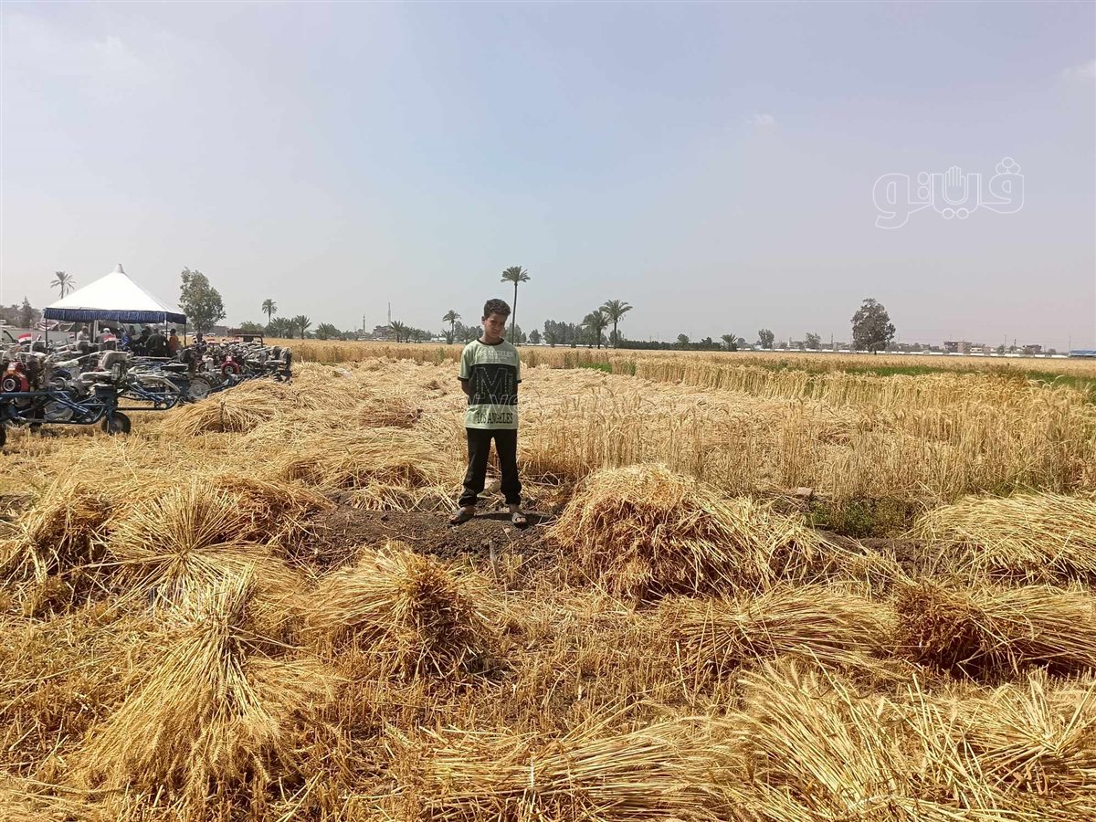 الإيد الشقيانة..عمال المحاصيل الزراعية «كلمة السر» في مواجهة التحديات،فيتو