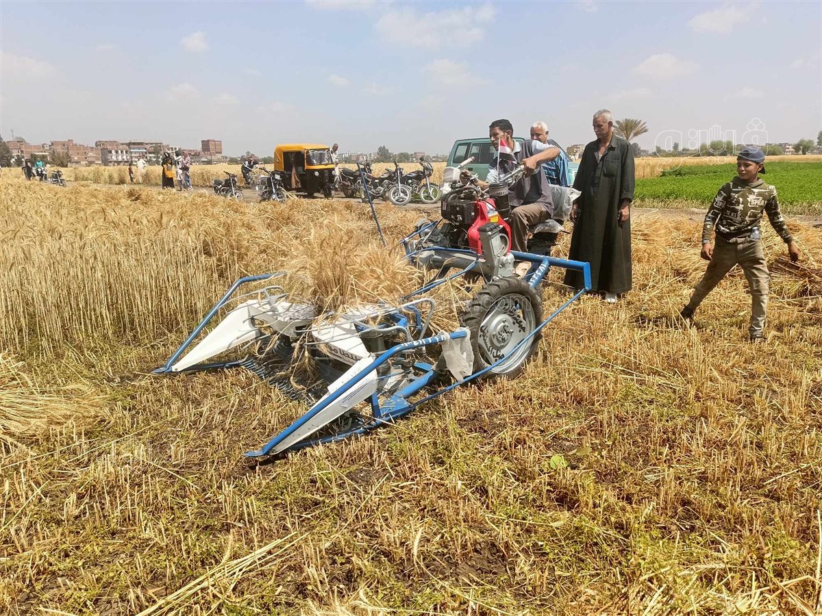 الإيد الشقيانة..عمال المحاصيل الزراعية «كلمة السر» في مواجهة التحديات،فيتو