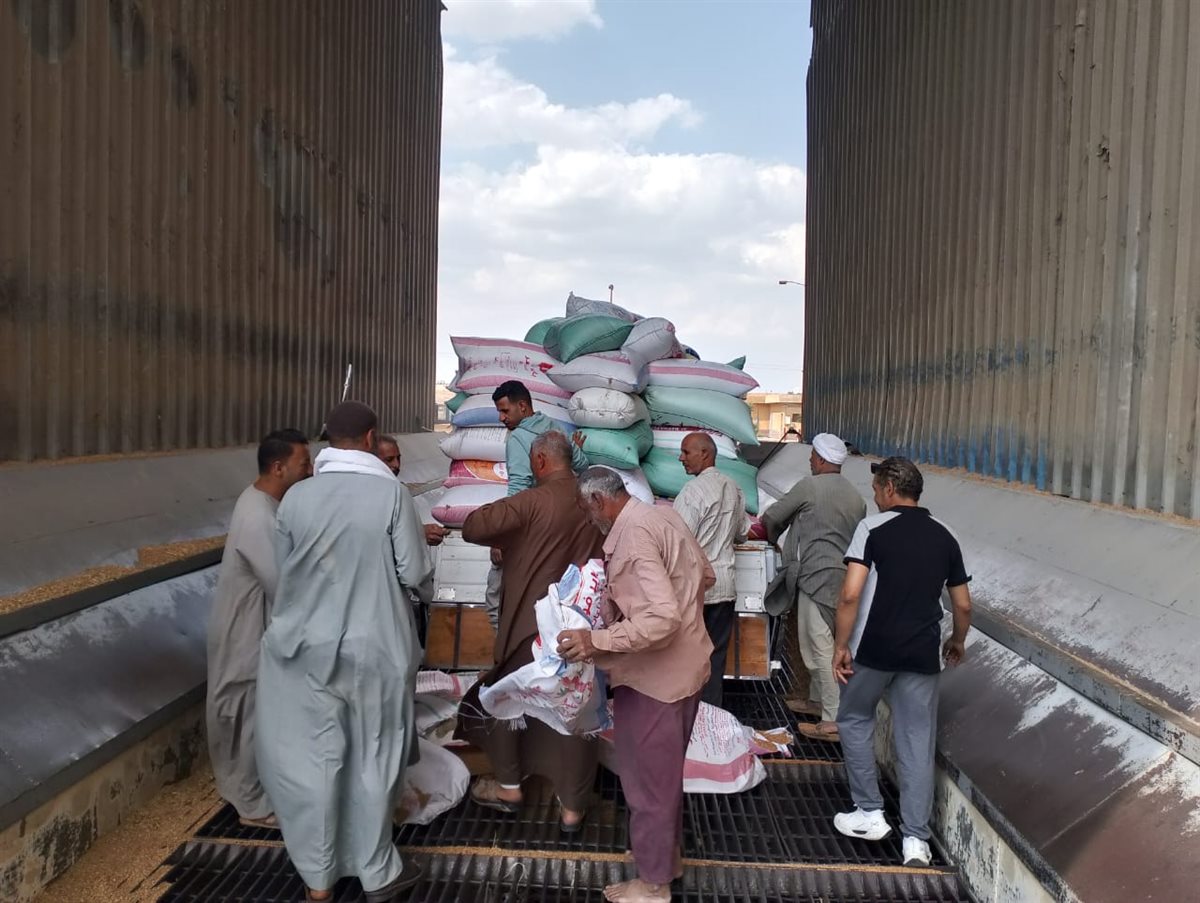 جانب من توريد القمح، فيتو