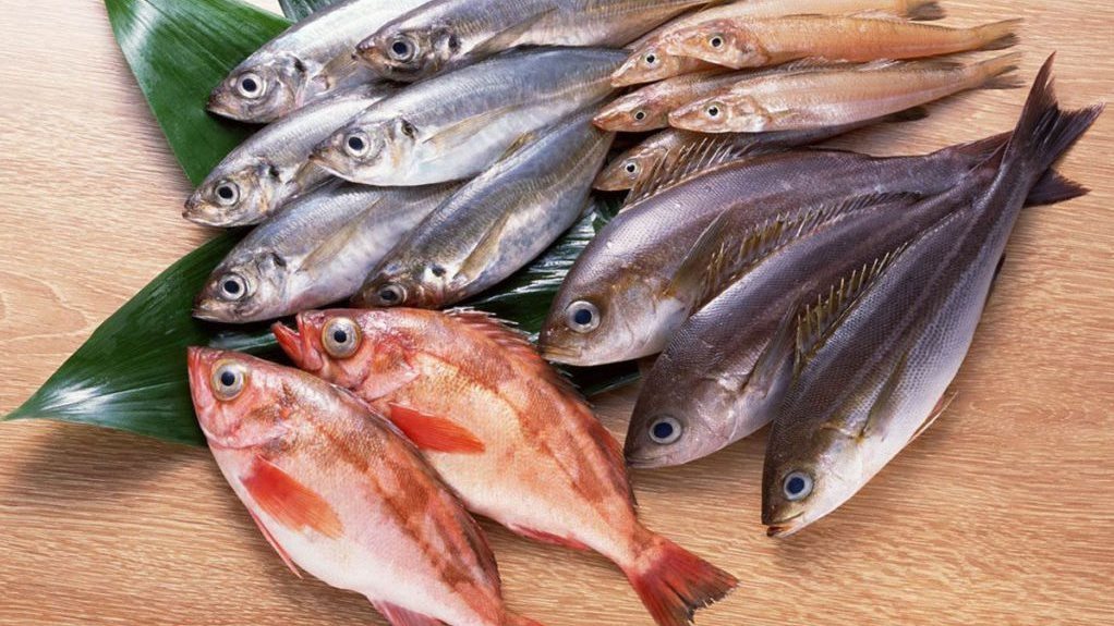 أسعار السمك اليوم