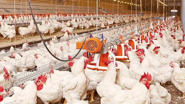 أسعار الفراخ اليوم، فيتو