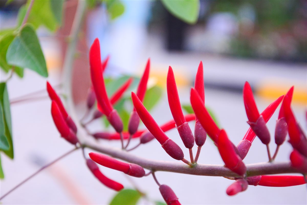 الحمرية الأمريكية تظهر بغزارة من شهر مارس حتى نوفمبر