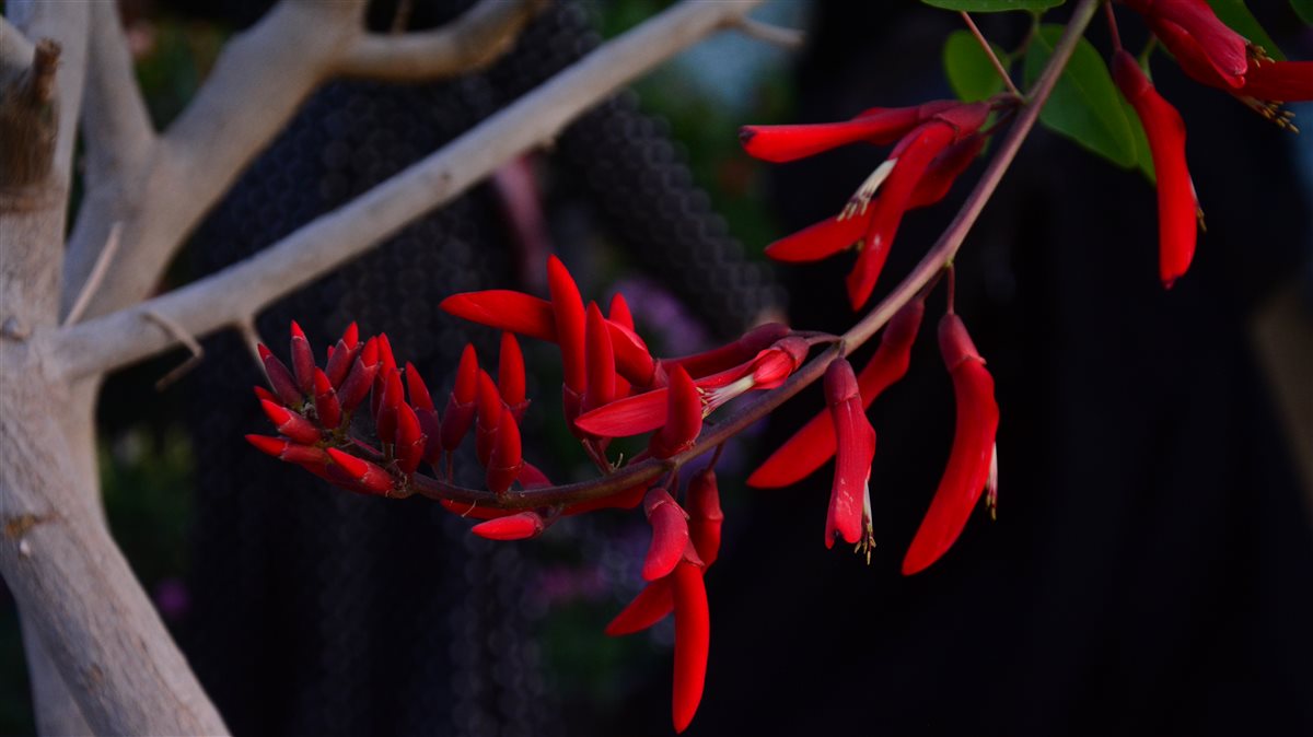 <i>Erythrina</i>