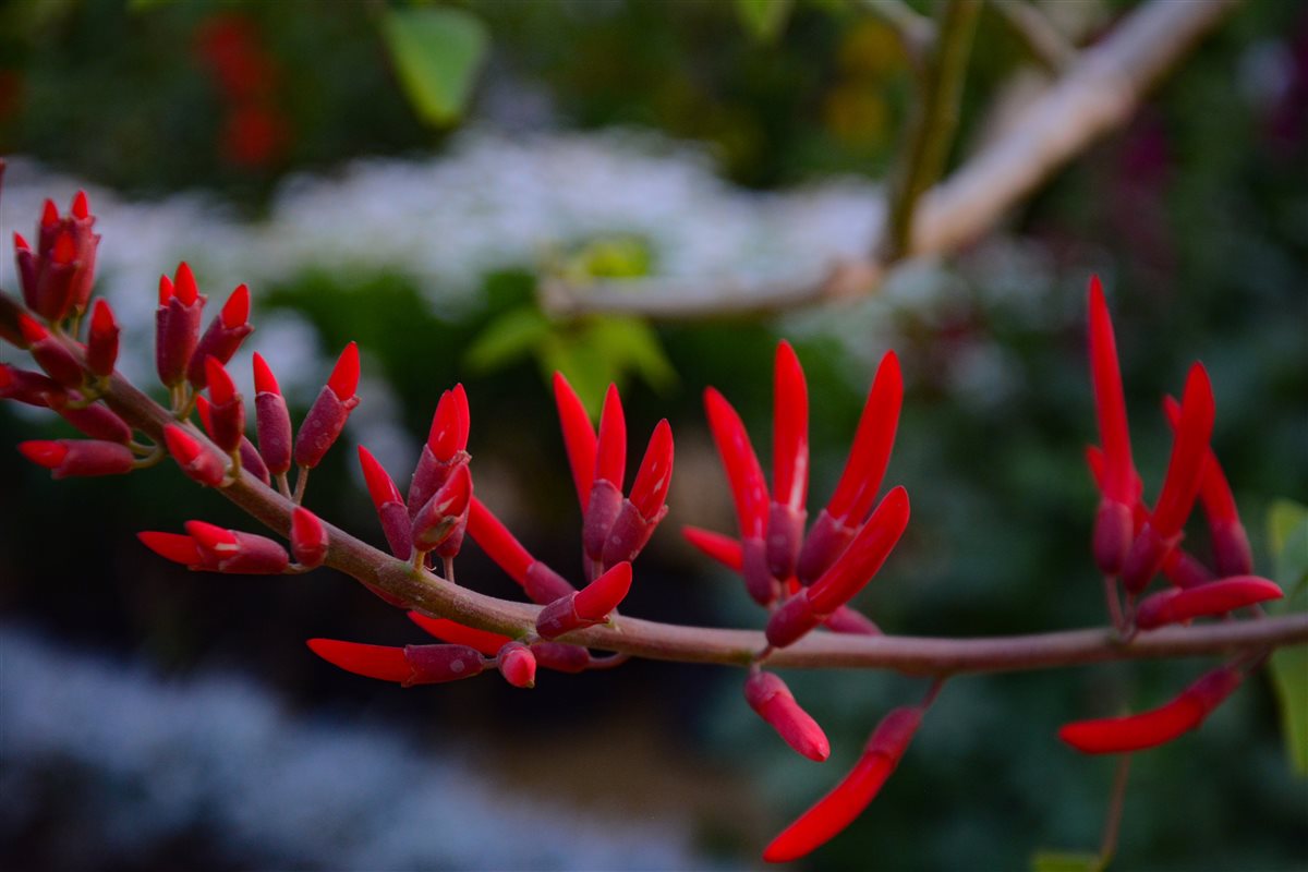 Erythrina flowers bloom in Egypt