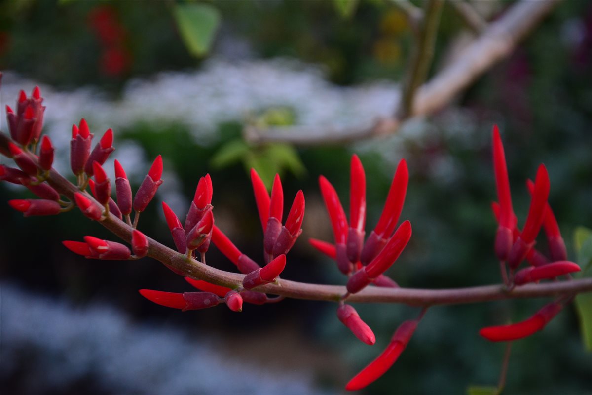 Erythrina flowers bloom in Egypt