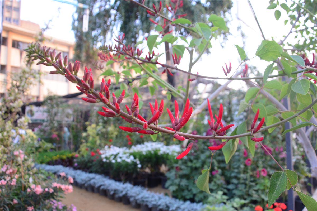Erythrina flowers bloom in Egypt
