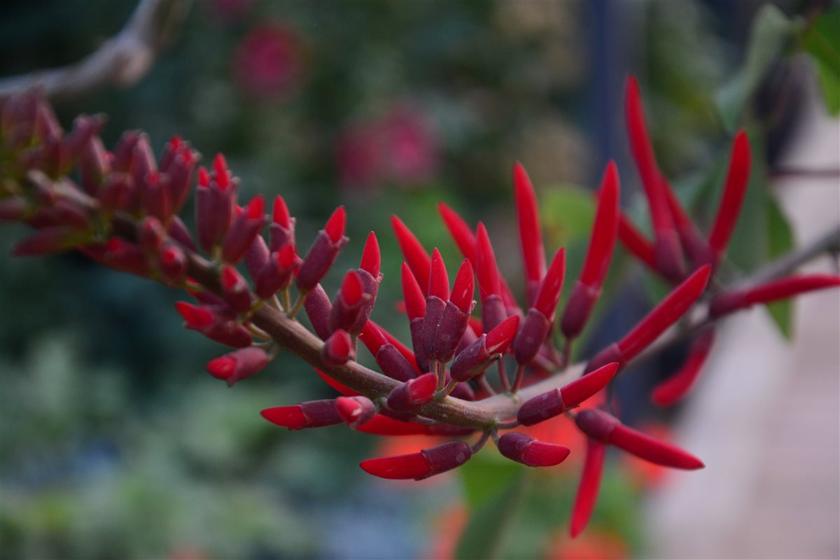 Erythrina flowers bloom in Egypt