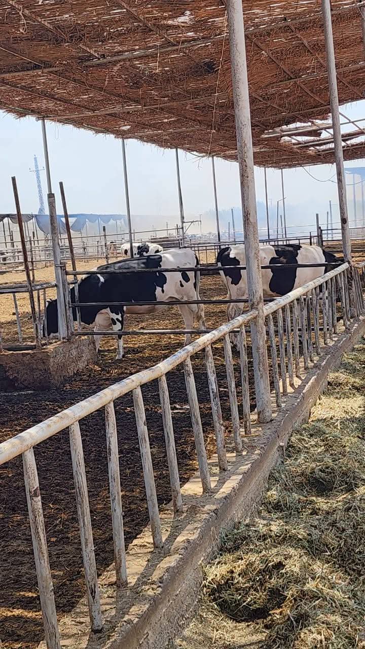 جانب من الحادث، فيتو