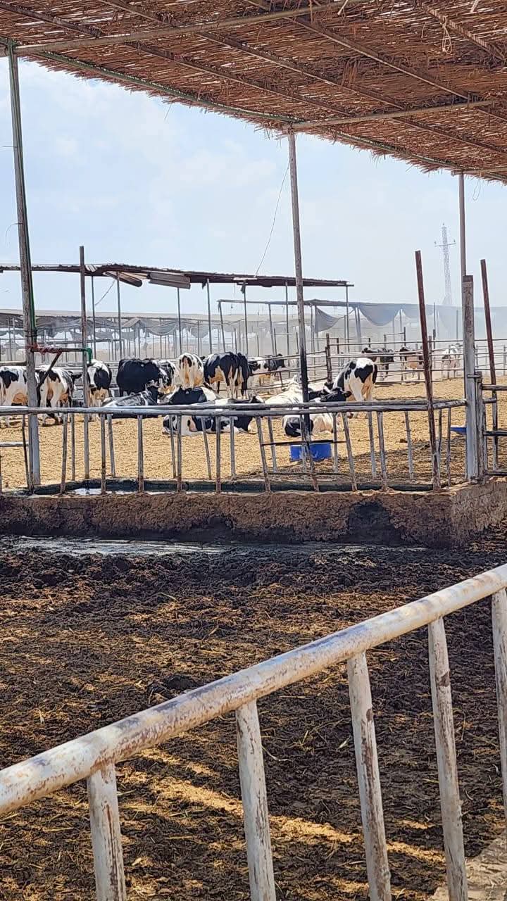 جانب من الحادث، فيتو