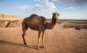 ‫قصص الحيوان في القرآن.. حكاية ناقة صالح عليه السلام | اوان مصر‬‎