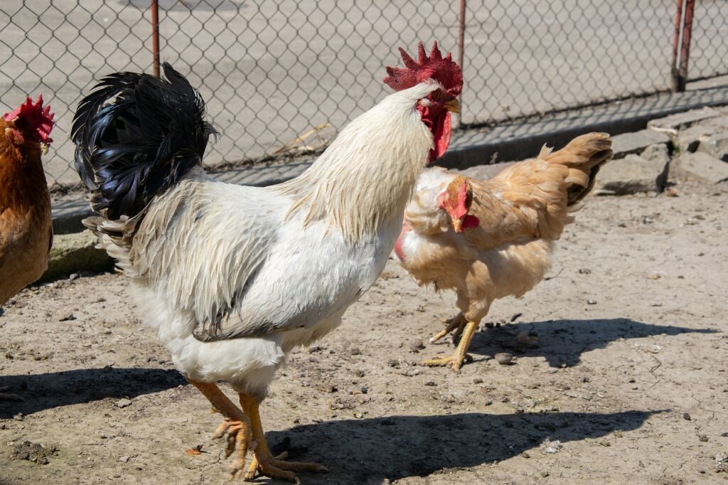 أسعار الفراخ اليوم، فيتو