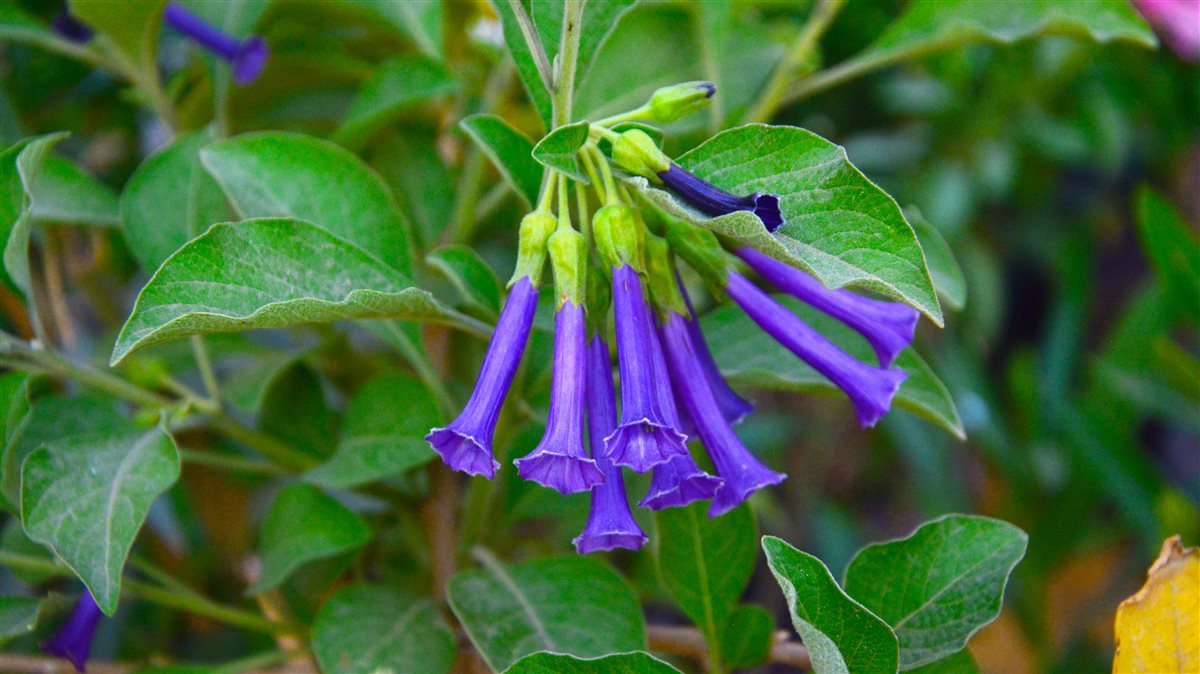 الإيكروما , الشجرة تتزين بحلق الاميرات