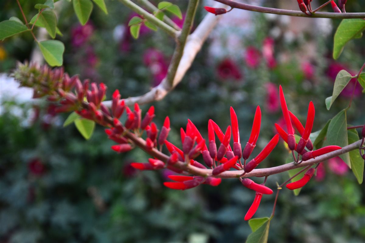 الإريثرينا سيوف مرتفعة فوق الأشجار