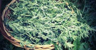 فوائد الشيح للصحة