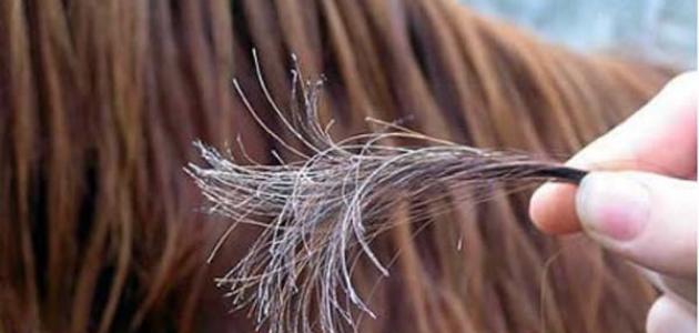 وصفة طبيعية لعلاج الشعر المتقصف