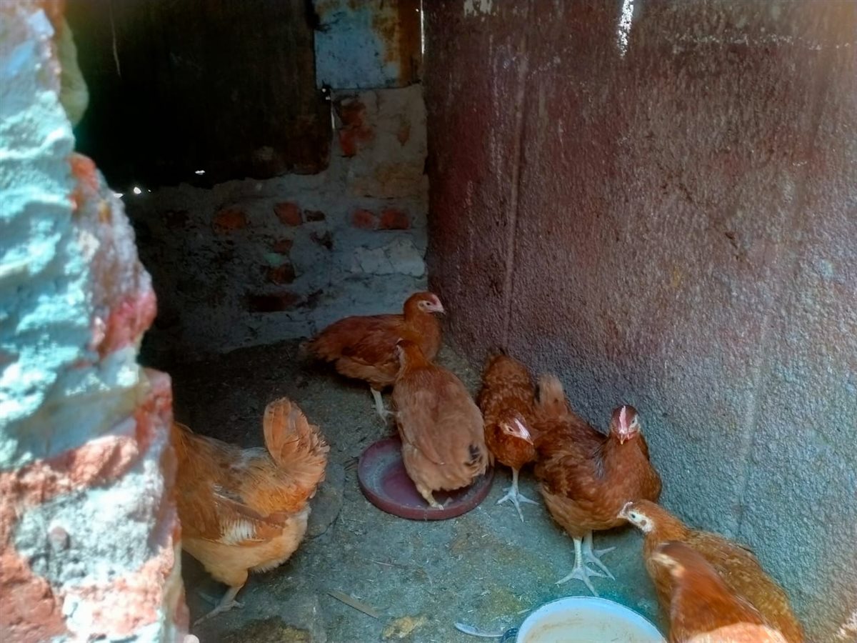 جانب من الحملات، فيتو