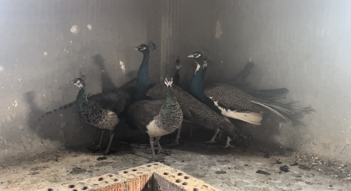 طواويس الزينة، فيتو