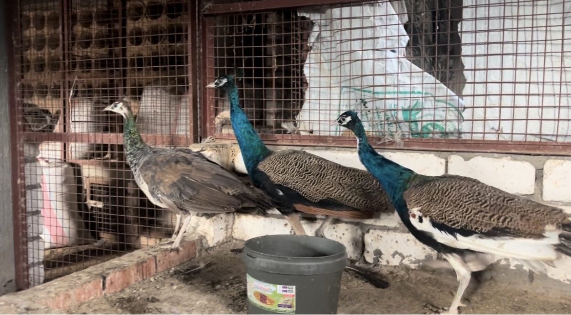 طواويس الزينة، فيتو