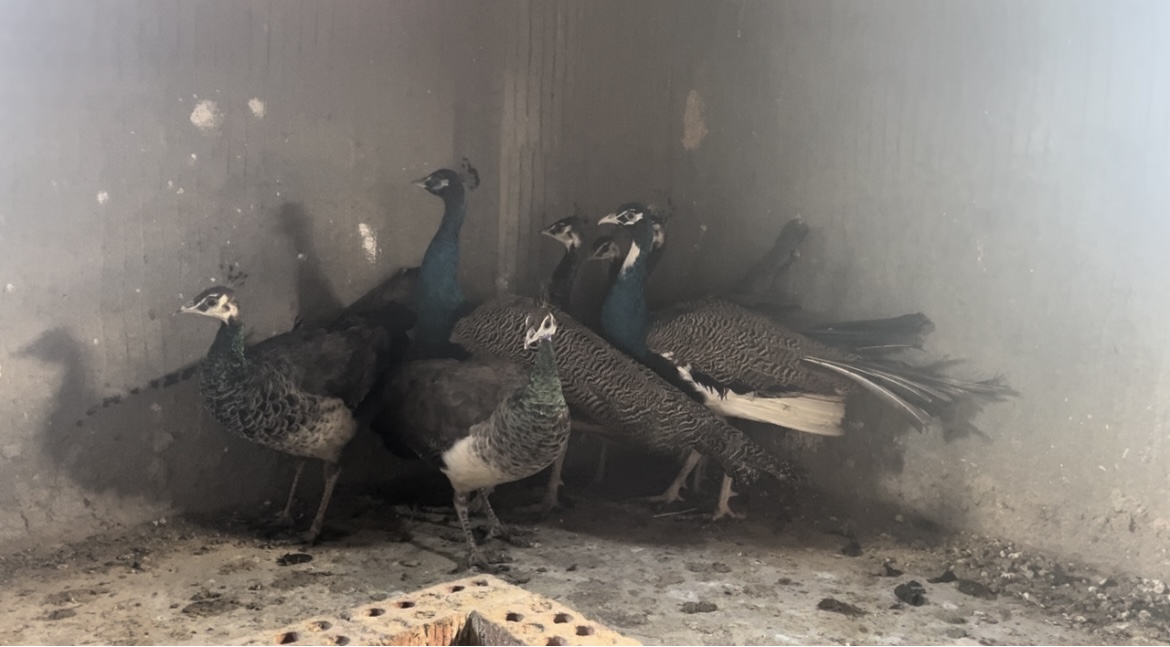 طواويس الزينة، فيتو