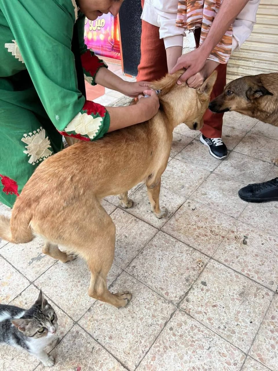 جانب من الحملة، فيتو