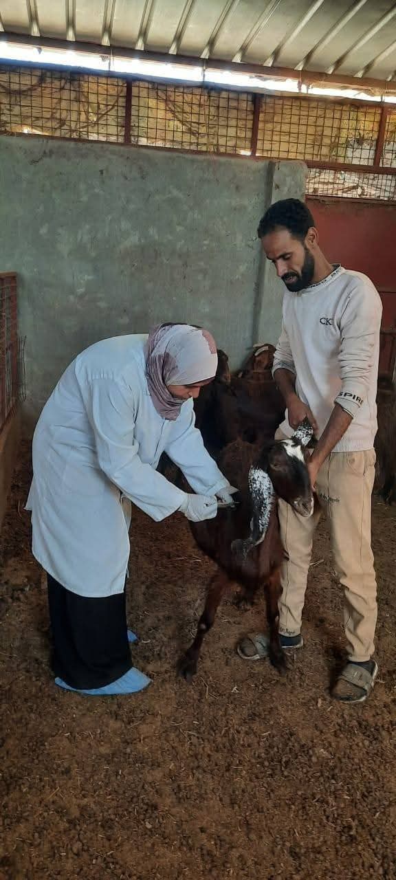 جانب من القافلة، فيتو