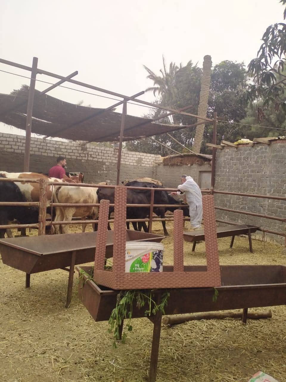 جانب من القافلة، فيتو