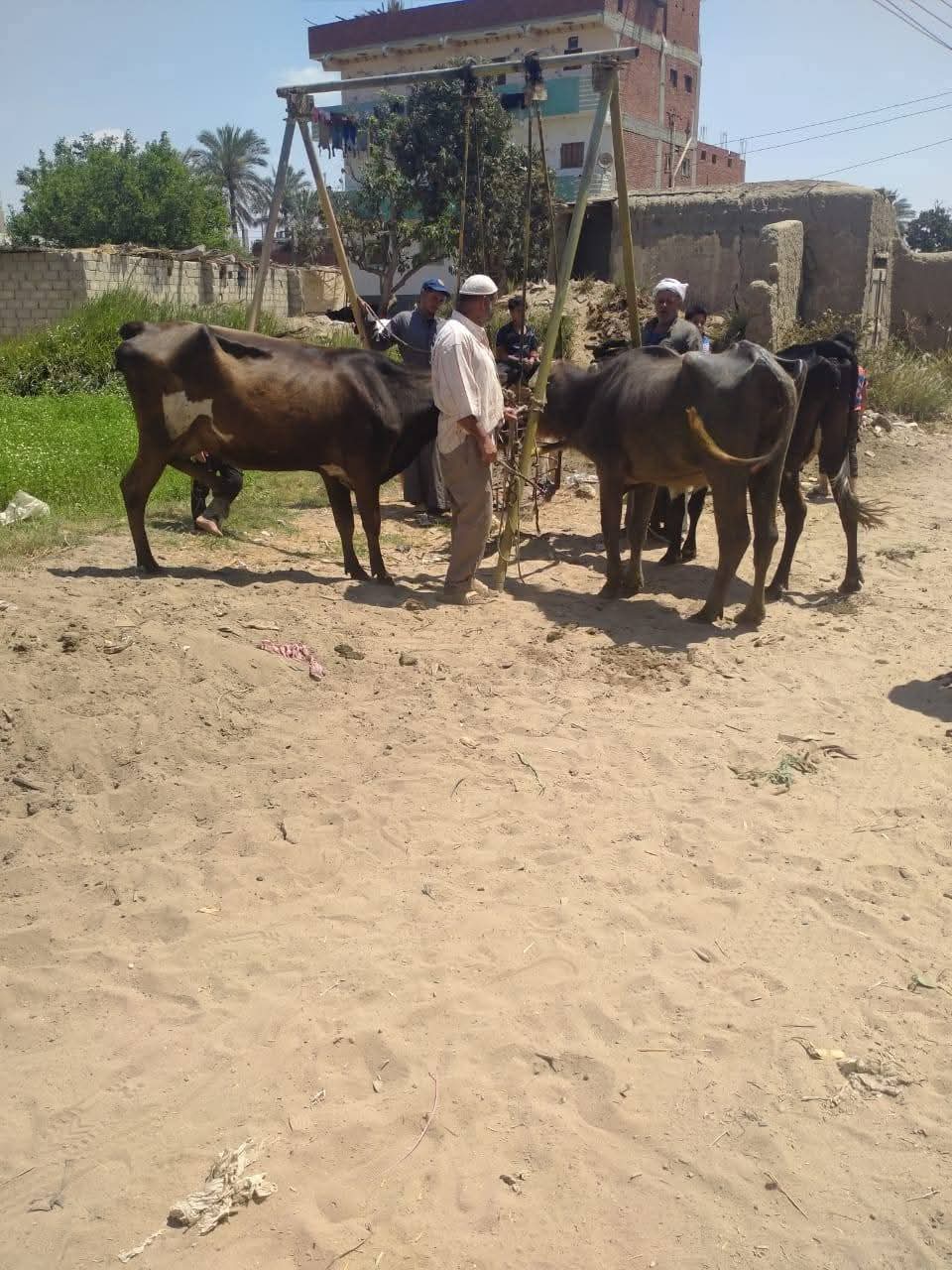 جانب من القافلة، فيتو