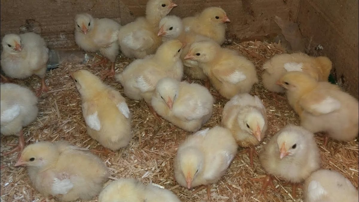 <strong>سعر الكتكوت الأبيض اليوم</strong>