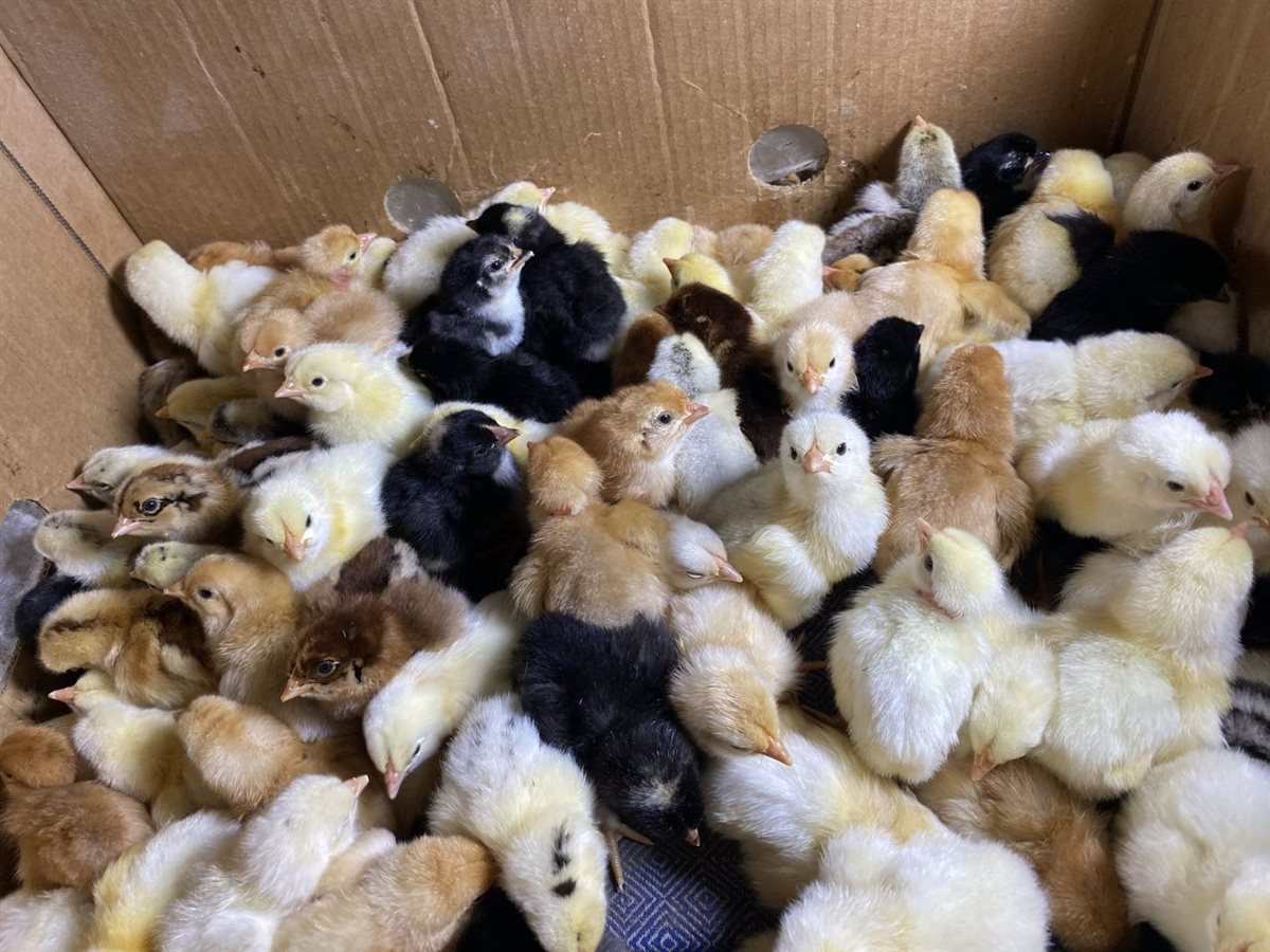 <strong>سعر الكتكوت الأبيض اليوم</strong>