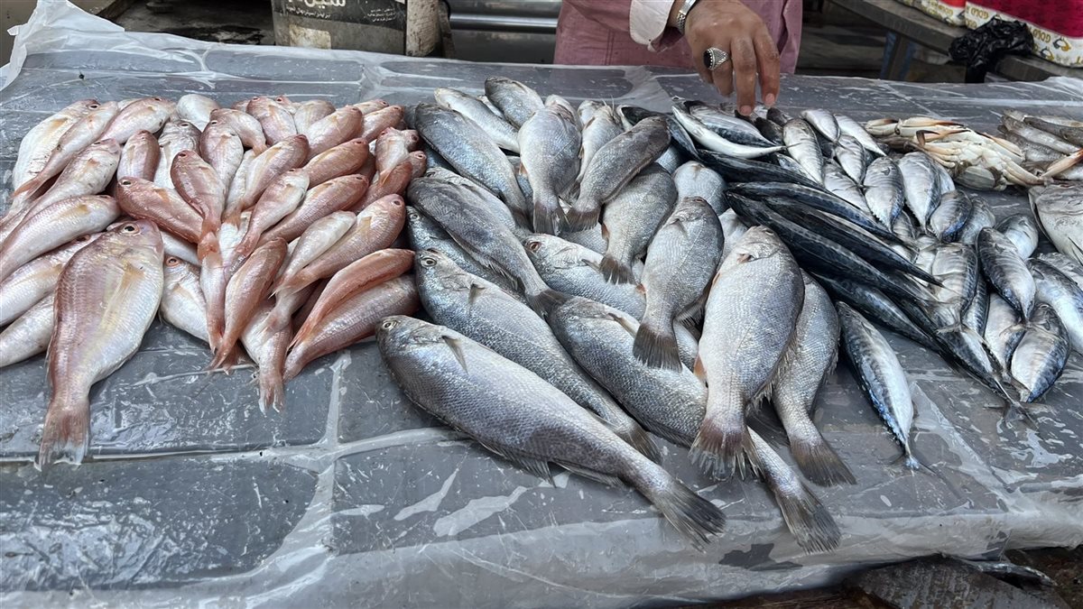 أسعار السمك اليوم